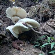 استخدام خانم نظافتکار خانم