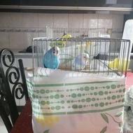 مرغ عشق فروشی