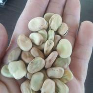 فروش باقلا خیس وخشک