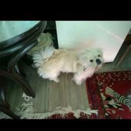 واگذاری دوقلاده سگ بانژادوخانگی