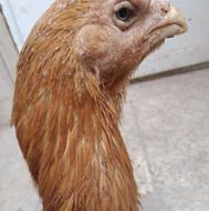 مرغ و خروس لاری اوشامو