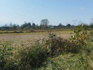 زمین کشاورزی 5000 متر مکانیزه اطراف کلاچای