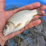 کپور طلایی تاتا درشت