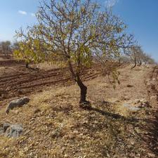 زمین باغی 5000متر