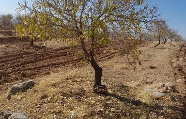 زمین باغی 5000متر