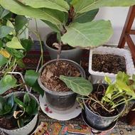 فروش عمده گل عبایی