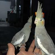 فروش 4 عدد عروس هلندی