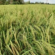 برنج هاشمی درجه1