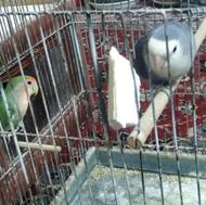 کوتوله و عروس هلندی