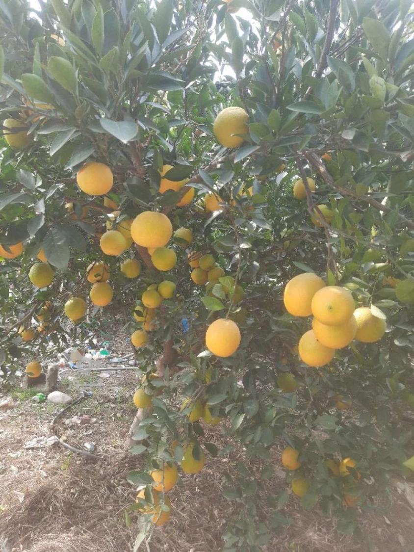 تامسون سر درختی درجه 1