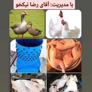 پرکردن غاز اوردک مرغ قیمت مناسب