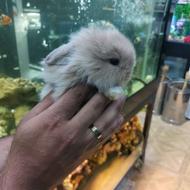 خرگوش لوپ در رنگهای متنوع با تخفیفات استثنایی