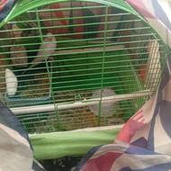 مرغ عشق پرنده