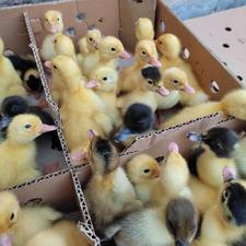 تولید و پخش اردک .جوجه .بلک استار