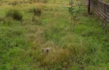 فروش زمین کشاورزی 1570 متر در چلندر