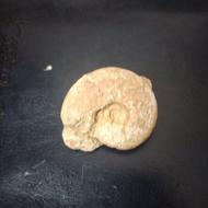 فسیل کامل حلزون