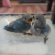 جوجه کوتوله برزیلی