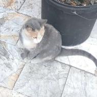 واگذاری بچه گربه ی بسیار زیبا