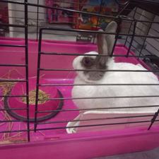 خرگوش سفید دستی