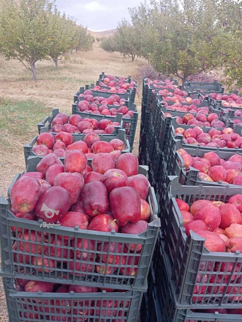 بسته بندی میوه(سیب) - undefined