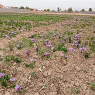 زمین باغی موقعیت عالی آرامگاه فردوسی