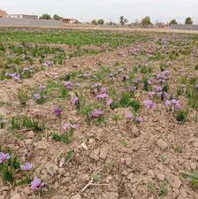 زمین باغی موقعیت عالی آرامگاه فردوسی