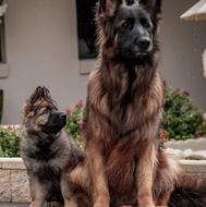 سگ کارگر همه منظوره ، ژرمن ، ژرمن شپرد واگذاری