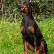 واگذاری سگ دوبرمن ، زیبا در ظاهر ، پرغرور در حرکت