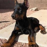 توله سگ ، دوبرمن ، دابرمن واگذاری