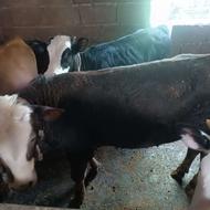 گوساله فروشی