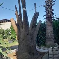 خرید گل و گیاه