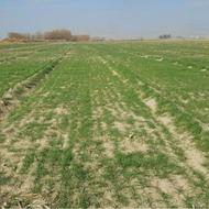 فروش زمین کشاورزی 4500 متر در کبود کلایه