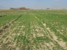 فروش زمین کشاورزی 4500 متر در کبود کلایه در شیپور