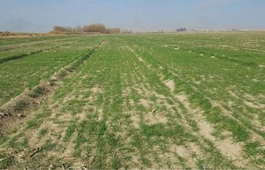 فروش زمین کشاورزی 4500 متر در کبود کلایه