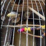 هلندی تخم گزار و تک