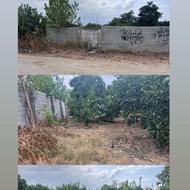 زمین کشاوری دارای درخت مرکبات بر سی متری