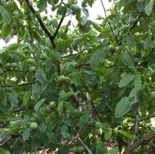 فروش باغ گردو و بادام