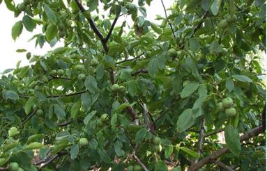 فروش باغ گردو و بادام