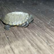 بچه لاکپشت دو بند