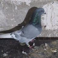 کبوتر سبز دم سفید