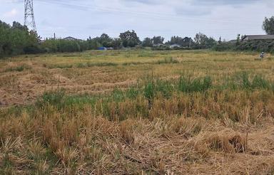 زمین کشاورزی و باغ