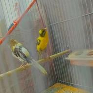 قناری نر و ماده