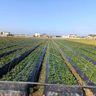 15 هزار متر زمین کشاورزی سند تک برگ