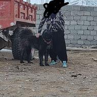 واگذاری سگ گله ادمی