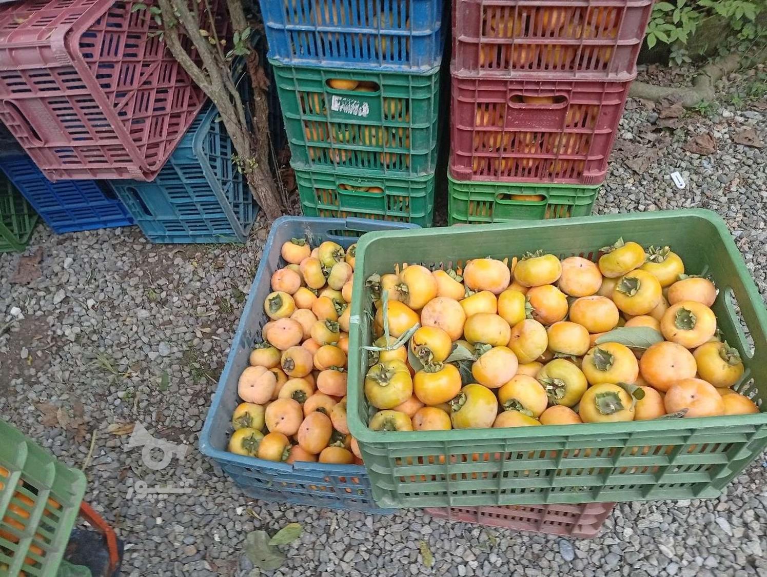 خرید پرتغال افشره