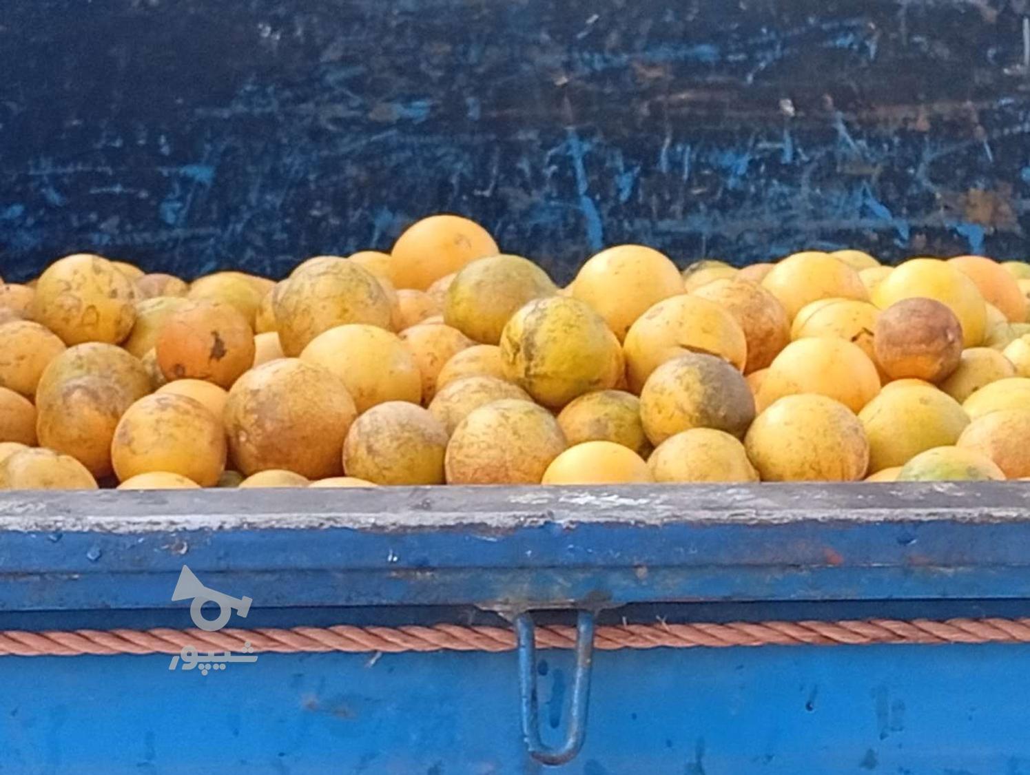 خرید پرتغال افشره