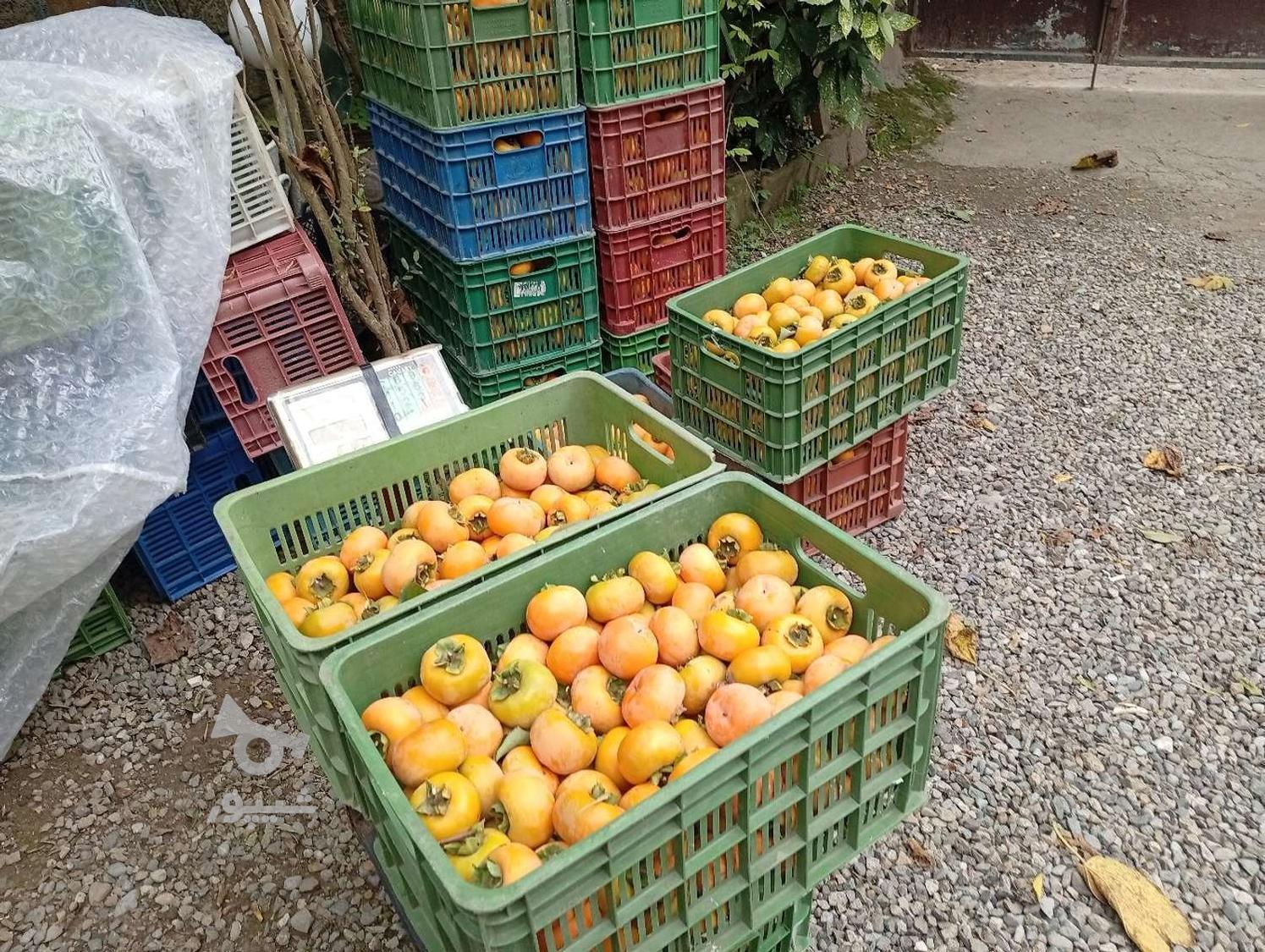 خرید پرتغال افشره