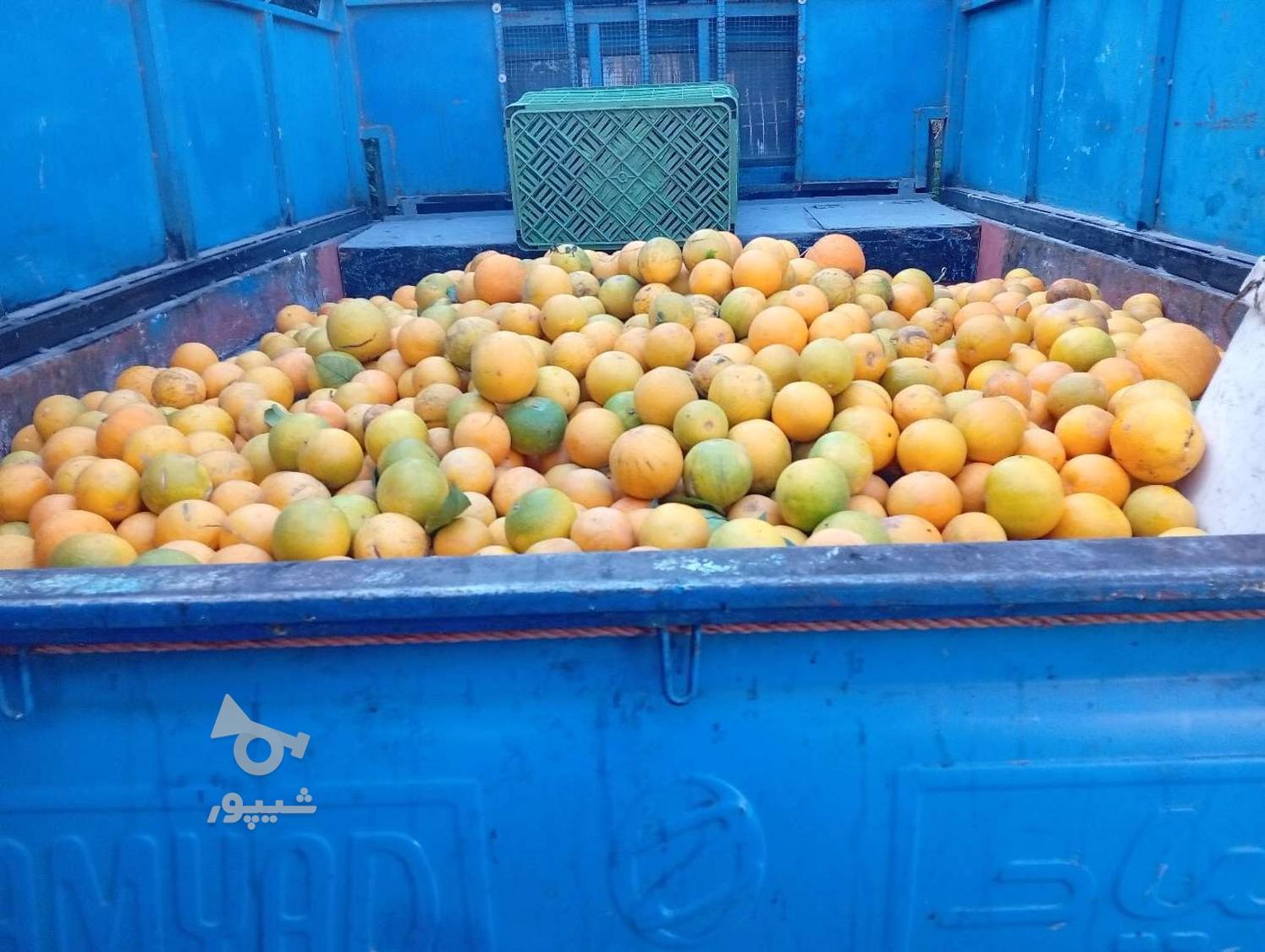 خرید پرتغال افشره