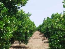 فروش باغ 1000متری جاده دریا در شیپور