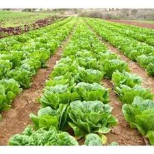 فروش زمین اداری و تجاری 2200 متر در دابودشت بر اتوبان